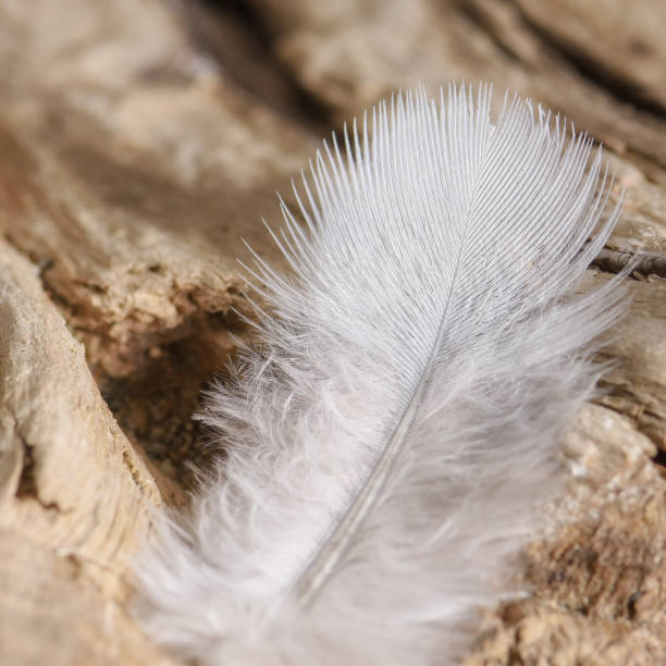 istock Bird feather closeup on old wood 1196302274