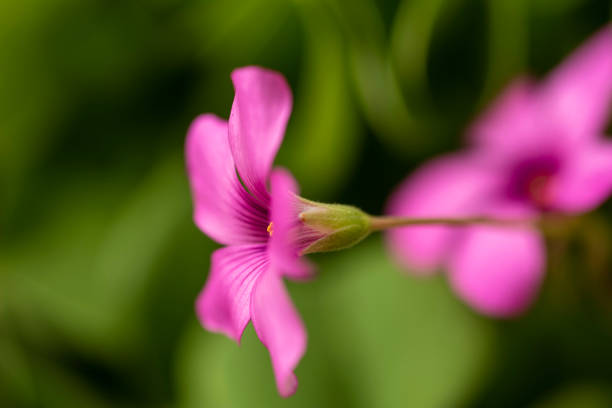 istock close up of small pink blooming spring flowers 1196303111