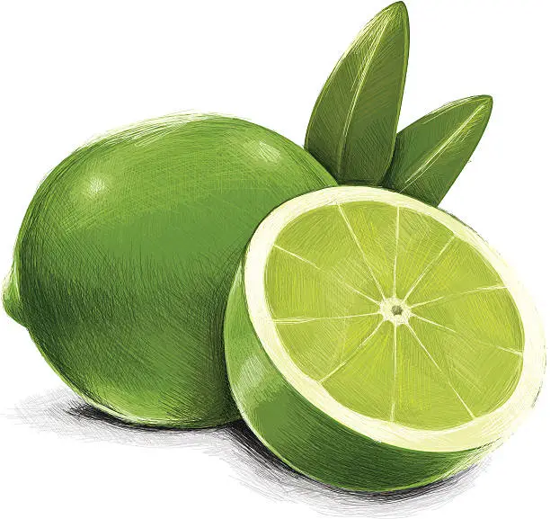 Vector illustration of sketchy lime