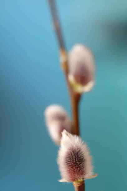 istock Willow branches .Fluffy willow buds close-up on a turquoise background. Soft focus. Gray willow branches on a delicate turquoise background. Spring nature background. 1196307441