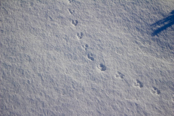 Fresh human boots footprints in white, fresh snow. Sunny, chilly winter day. Empty place for text, quote or sayings.