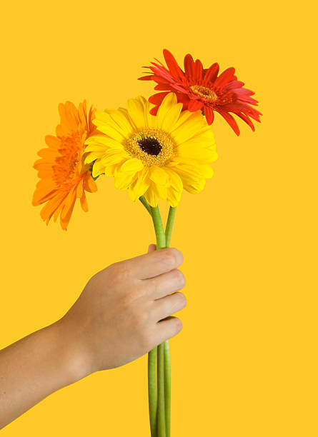 istock flowers of gerbera 119630921