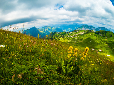 Summer landscape of Switzerland nature at Rochers-de-Naye