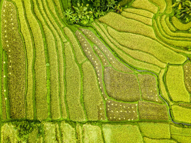 istock green rice terrace jatiluwih 1196314294