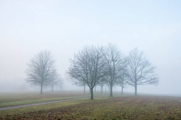 Tree grove in autumn fog on November day