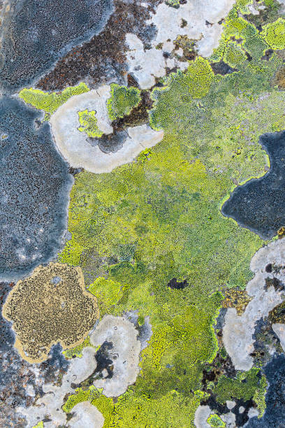istock Colourful Map lichen on a rock 1196317910