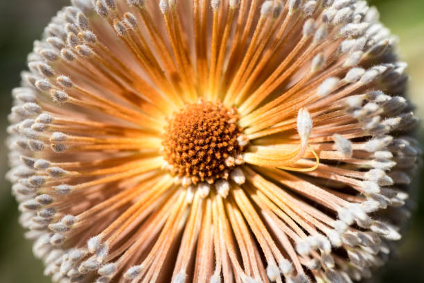 Close up of the flower of the Saw-Toothed Banksia