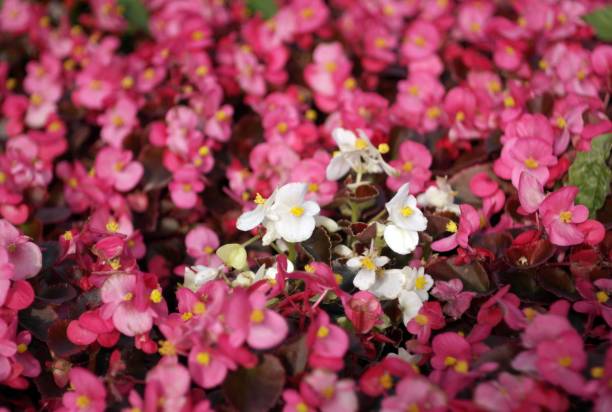 istock red little flowers 1196321886