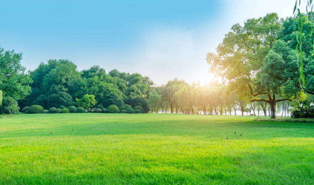 istock Green forest of Park grassland 1196322720