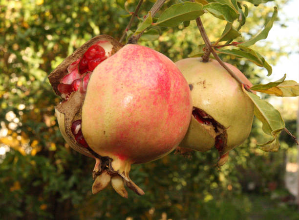 pomegranate slit in the branch,