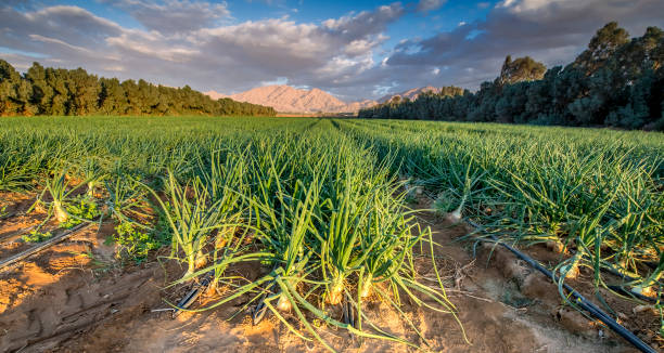 옥수수의 배양 씨앗과 필드에 파노라마 보기 - negev middle east desert 뉴스 사진 이미지