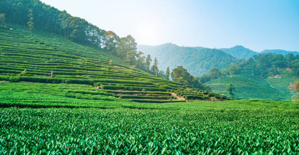 istock Hangzhou West Lake Longjing Tea Garden 1196325343