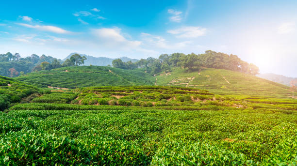 istock Hangzhou West Lake Longjing Tea Garden 1196325710