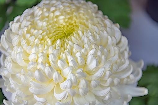 Japanese Chrysanthemum in full bloom