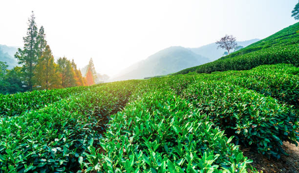 istock Hangzhou West Lake Longjing Tea Garden 1196326466