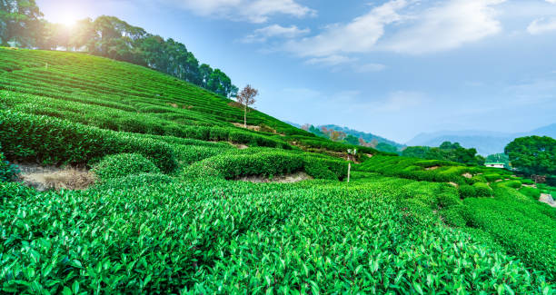 istock Hangzhou West Lake Longjing Tea Garden 1196327200