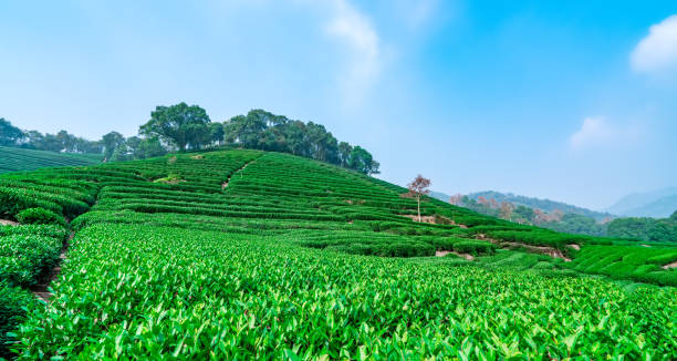 istock Hangzhou West Lake Longjing Tea Garden 1196327204