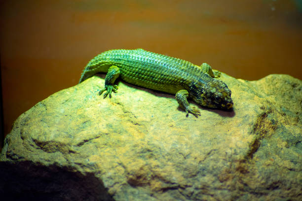 Hosmer's skink perched on a rock, Australia Hosmer's skink perched on a rock, Australia egernia stock pictures, royalty-free photos & images