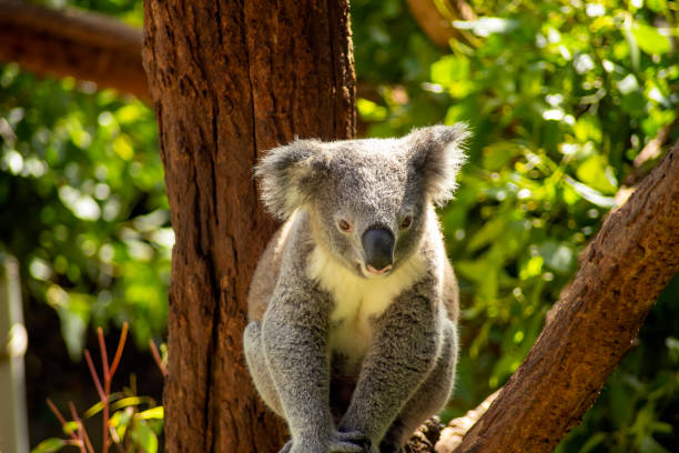 istock Koala bear on a sunny day, Sydney, NSW, Australia 1196327306