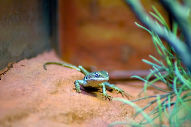 Red-barred dragon in vivarium, Australia