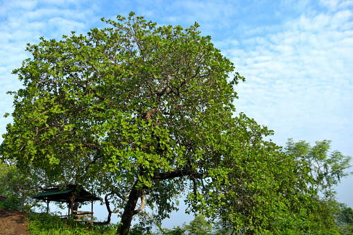 view of cashew nut tree, anacardium occidentale