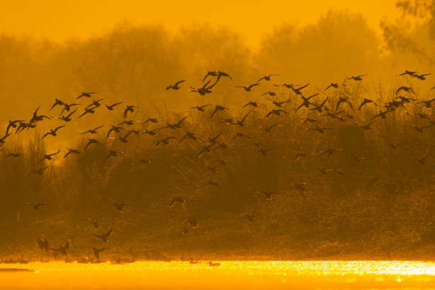 istock Flock of ducks 1196329586