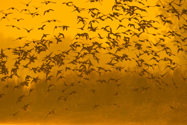 istock Flock of ducks 1196329948