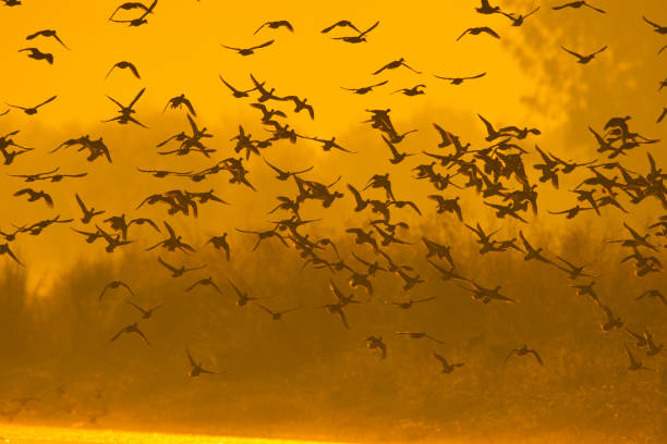 istock Flock of ducks flying at sunrise 1196330006
