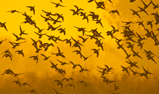Flock of ducks flying at sunrise