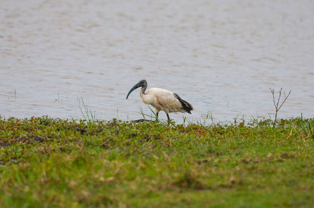 istock The African sacred ibis. 1196330032