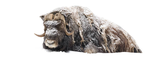 istock Greenland Musk Ox on Snow 1196330277