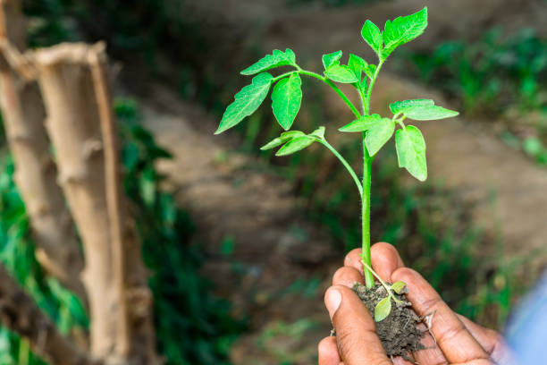 istock tree plantation is under process cause of climate change 1196330977