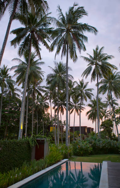 istock palm trees over the pool at sunset. Indonesia. Bali 1196331154