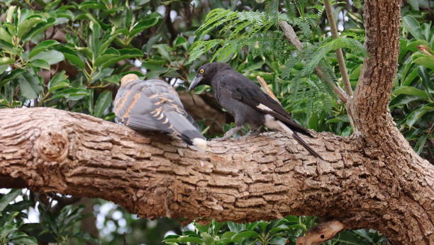 istock baby channel billed cuckoo Bird 1196333986