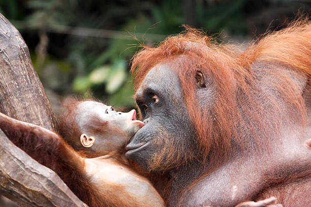 orangutans - communication stock photo