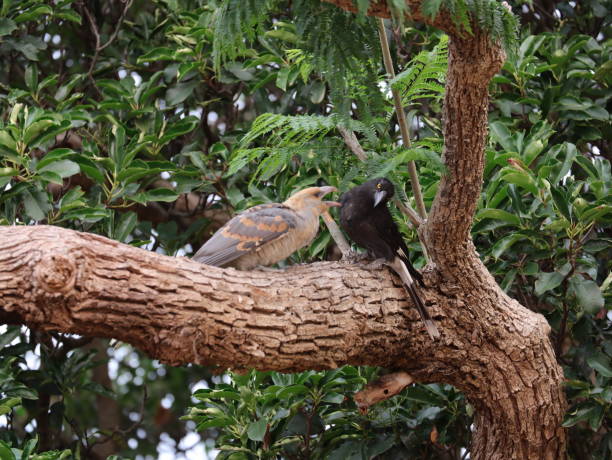 istock baby channel billed cuckoo Bird 1196333990