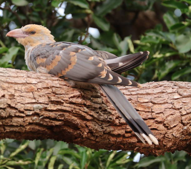 baby channel billed cuckoo Bird
