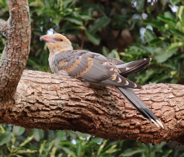 istock baby channel billed cuckoo Bird 1196334012