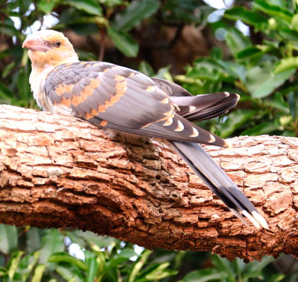 istock baby channel billed cuckoo Bird 1196334063