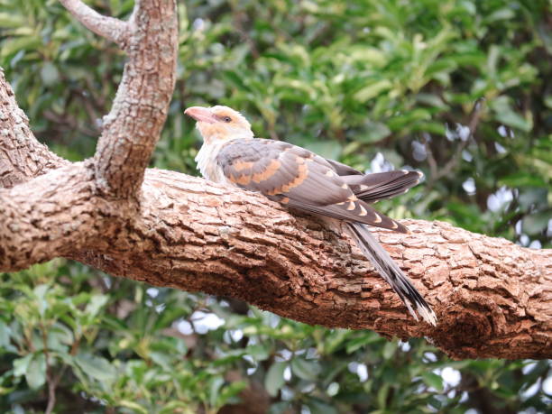 istock baby channel billed cuckoo Bird 1196334098