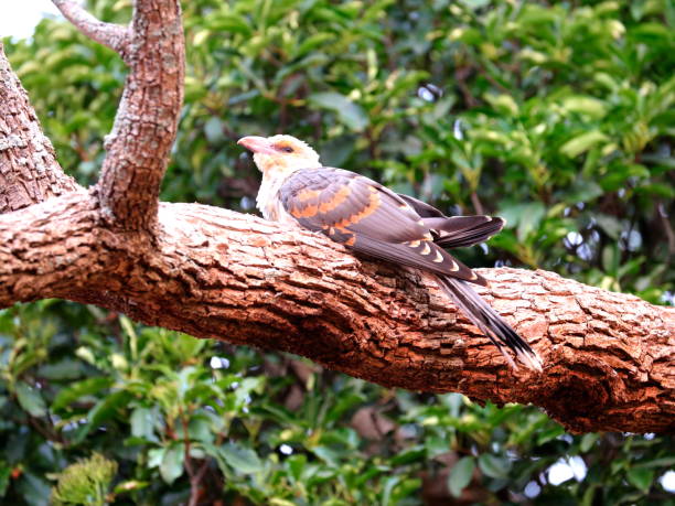 istock baby channel billed cuckoo Bird 1196334611