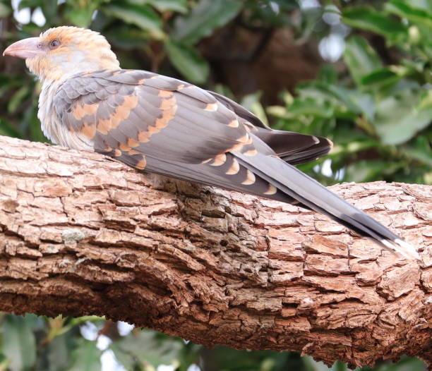 istock baby channel billed cuckoo Bird 1196334620