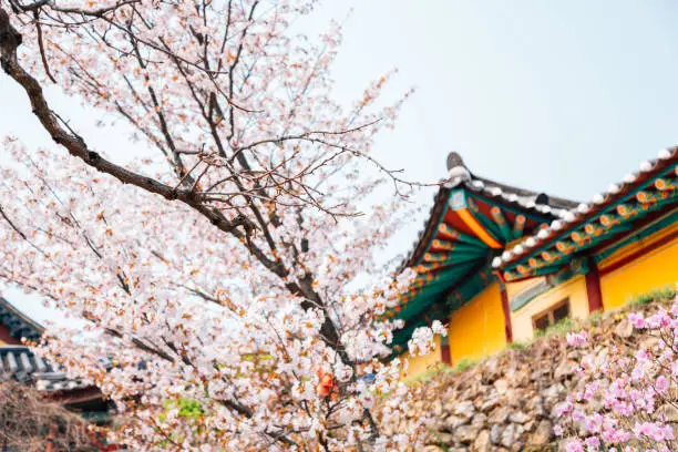 Gaesimsa Temple with spring cherry blossoms in Seosan, Korea