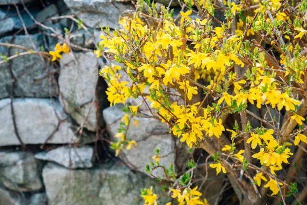 Forsythia flowers and stone wall at Haemieupseong Fortress in Seosan, Korea
