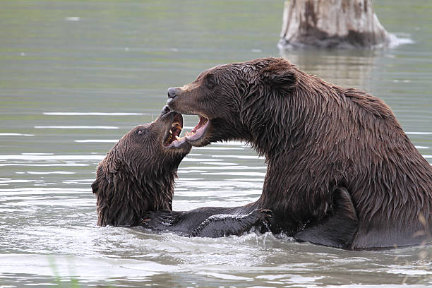 fighting grizzlies stock photo