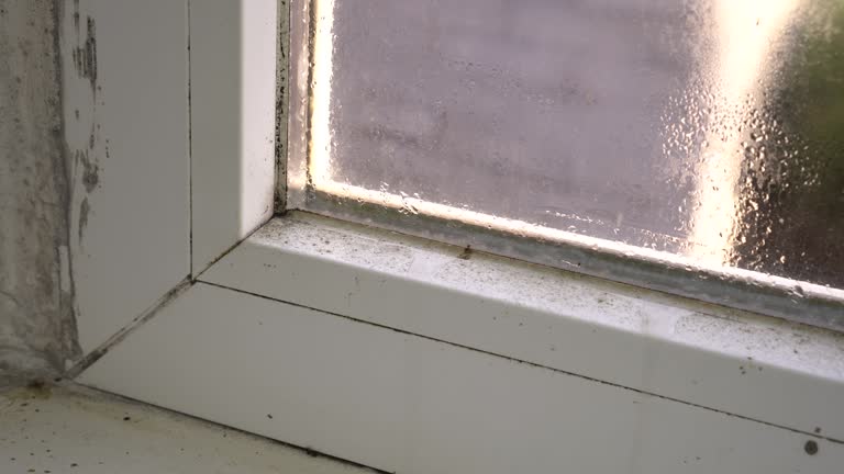 Black mold growth on window frame. Condensation on the glass. Moisture and Mold Problems