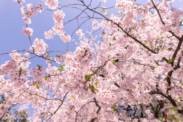 istock Beautiful blooming cherry blossoms in Hirosaki park 1196339979
