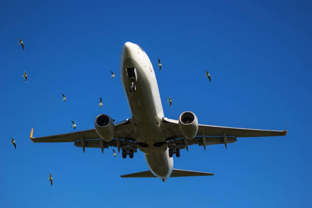istock Airplane slams into a flock of birds. 1196340447