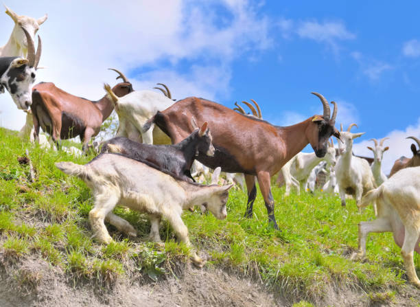 istock herd of goats in a meadow with babies 1196342406