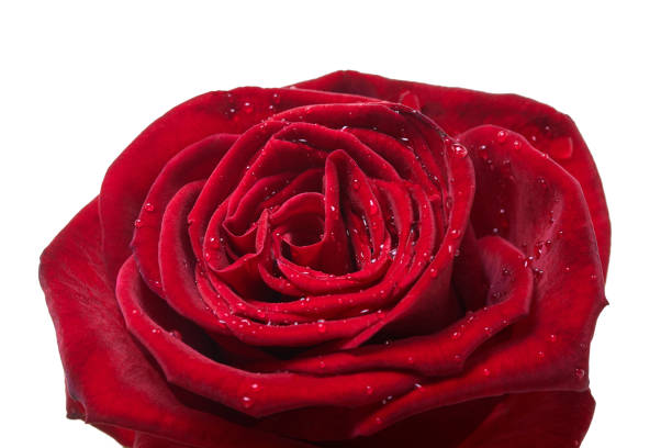 istock red rose bud close-up 1196344560
